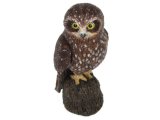 Australian Animals Large: Boobook Owl