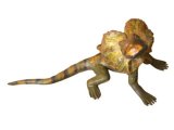 Australian Reptiles: Frilled Lizard