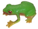 Australian Reptiles: Green Tree Frog