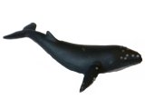 Australian Sea Life: Humpback Whale
