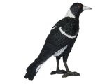 Australian Birds: Magpie