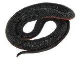 Australian Reptiles: Red Bellied Black Snake