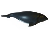 Australian Sea Life: Right Whale