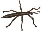 Australian Animals: Lord Howe Island Stick Insect