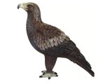 Australian Birds: Wedge-Tailed Eagle