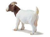 Boer Nanny Goat