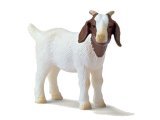 Boer Kid