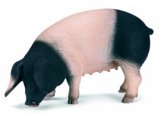 Swabian-Hall Pig