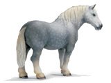 Percheron Stallion (with Tag!)