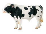 Holstein Bull