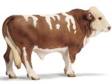 Simmental Bull