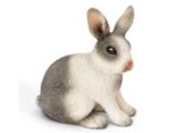 Rabbit, sitting