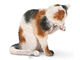 Cat, grooming