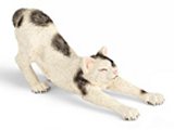 Male Cat, stretching