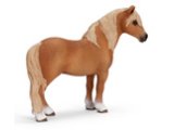 Dartmoor Pony Stallion