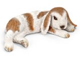 Rabbit: Dwarf Lop, lying