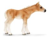 Haflinger Foal