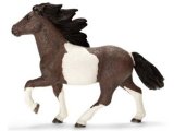 Icelandic Pony Stallion