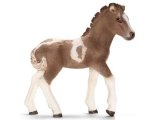 Icelandic Pony Foal