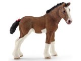 Clydesdale Foal