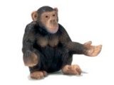 Chimpanzee Female