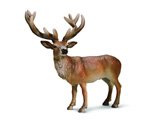 Red Deer