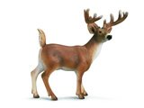 White Tailed Buck