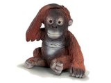 Orangutan Young