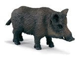 Wild Boar