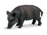 Wild Boar, Sow