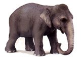 Indian Elephant Female