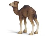Camel - Dromedary Foal