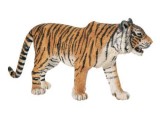 Tiger, Male