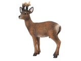 Roebuck