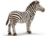 Zebra Male