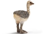 Ostrich Chick (with Tag!)