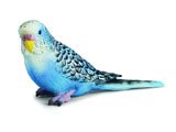 Budgie (Blue)