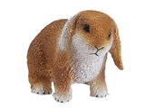 Rabbit: Dwarf Lop
