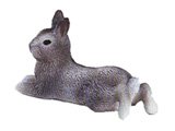 Pygmy Rabbit