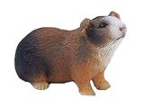 Guinea Pig