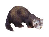 Ferret