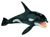 Killer Whale - Orca