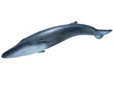 Blue Whale