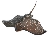 Spotted Eagle Ray