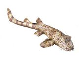 Spotted Wobbegong