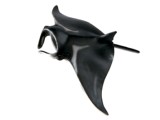 Manta Ray