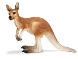 Kangaroo Male