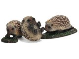 Hedgehog Pups