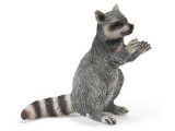 Raccoon, standing