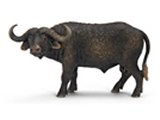 African Buffalo (with Tag!)